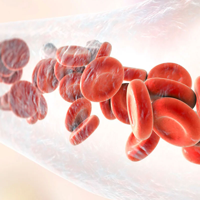 Blood Health & Circulation