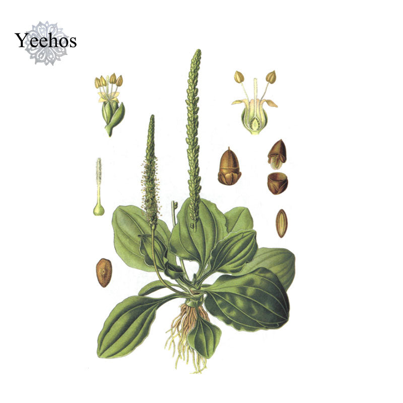 Herba Plantaginis (500g)