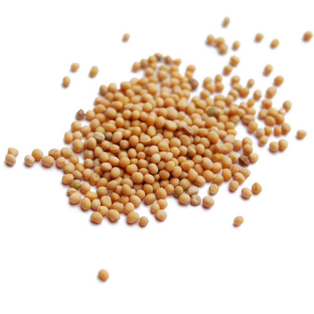 Semen Sinapis Albae (500g)